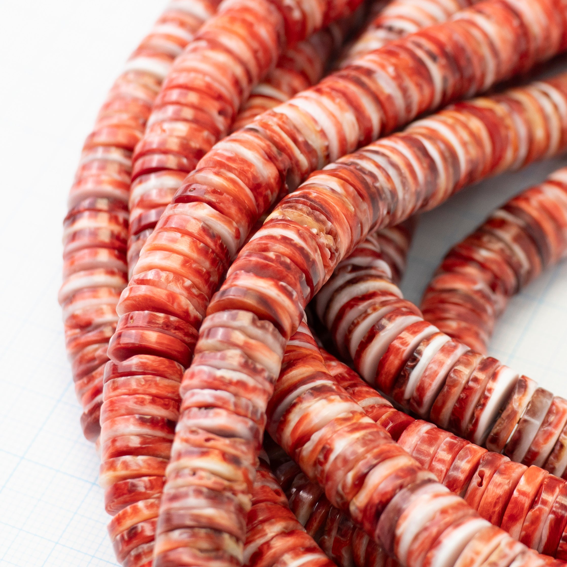 スパイニーオイスターシェル（SPINY OYSTER SHELL） – 有限会社